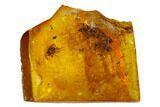 Two Fossil Flies (Diptera) In Baltic Amber #150749-1